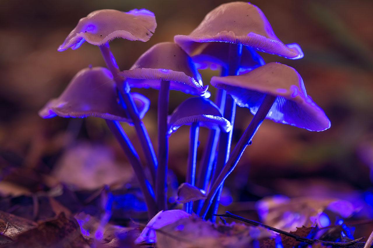 Psychedelic Shrooms 